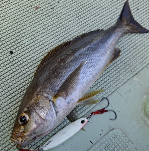 イサキの釣果