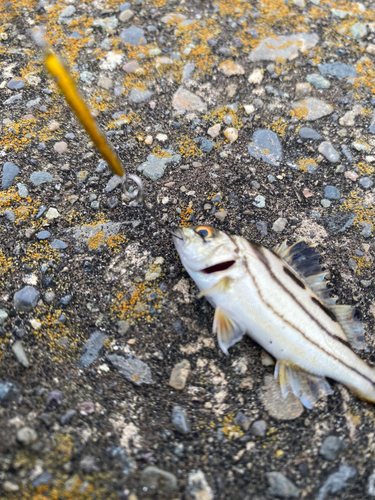 コトヒキの釣果