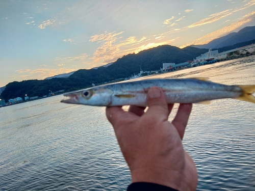 カマスの釣果