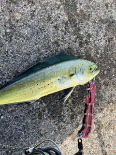 シイラの釣果