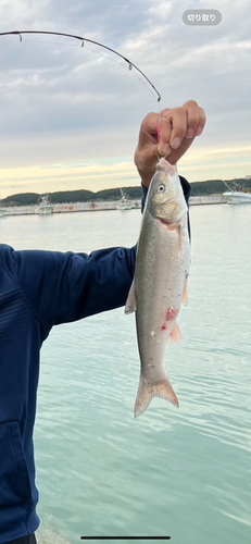 ウグイの釣果