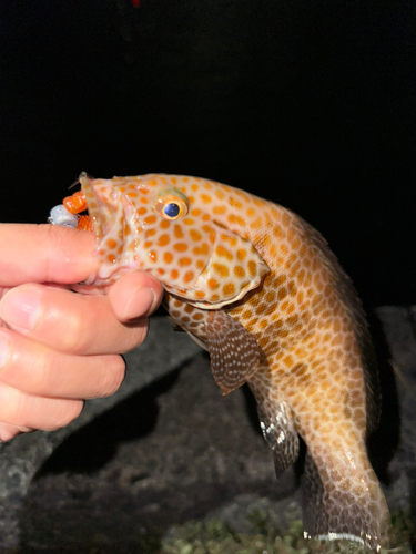 オオモンハタの釣果