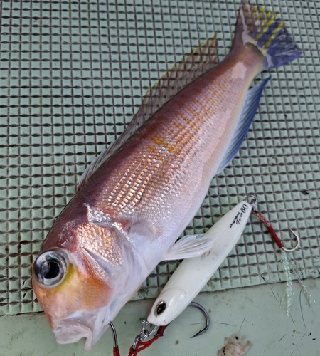 アマダイの釣果