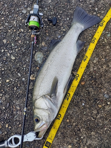 フッコ（ヒラスズキ）の釣果