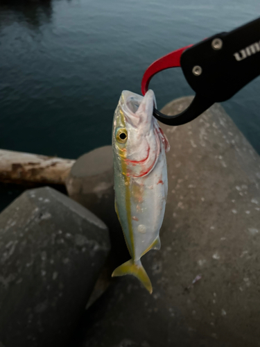 ワカシの釣果