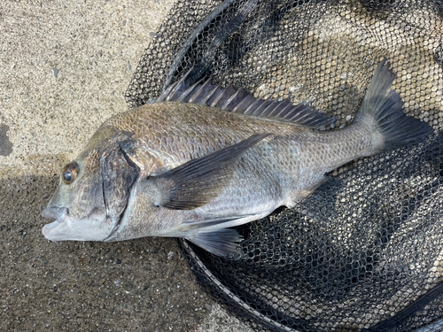 チヌの釣果