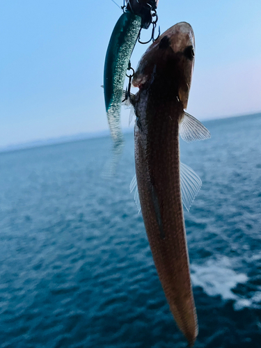 エソの釣果