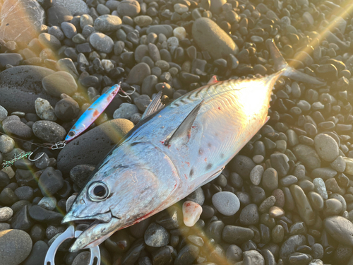 片浜海岸