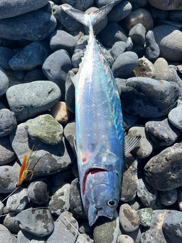 スマガツオの釣果