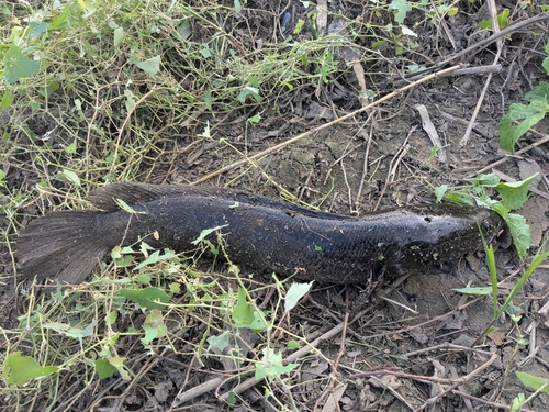 ライギョの釣果