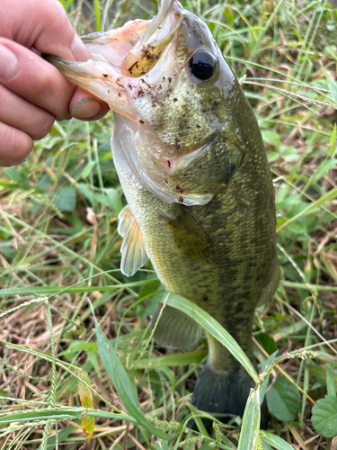 ラージマウスバスの釣果