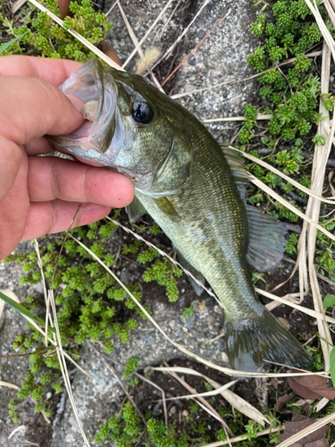 ブラックバスの釣果