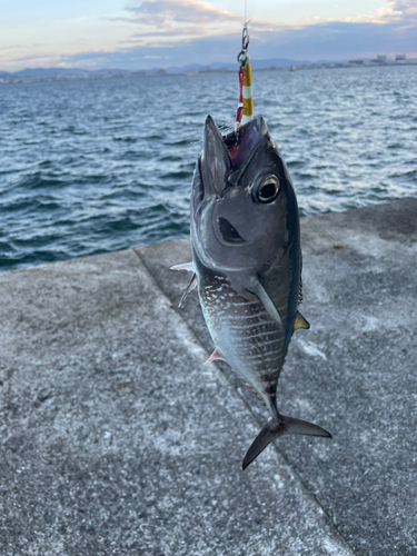 ヨコワの釣果