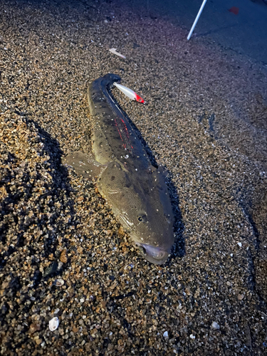 マゴチの釣果