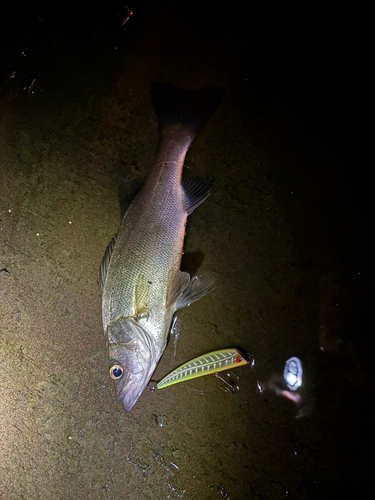 ヒラスズキの釣果