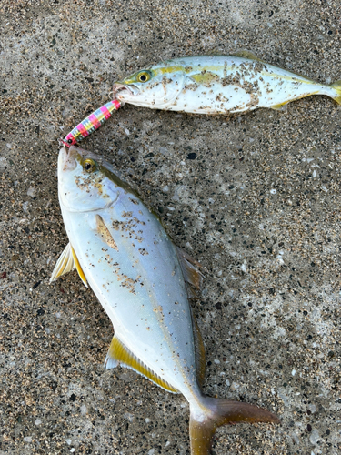 ショゴの釣果