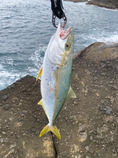 ヒラマサの釣果