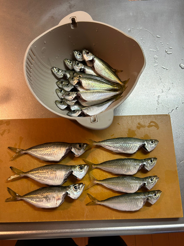 タチウオの釣果