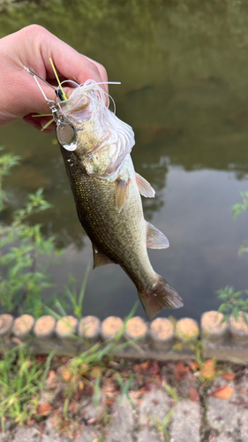 ラージマウスバスの釣果