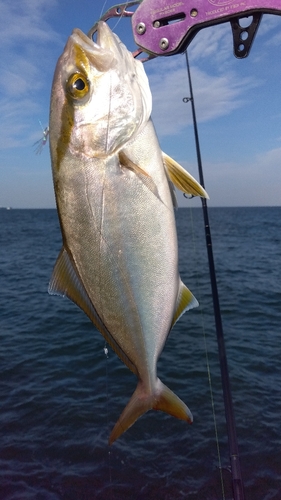 ショゴの釣果