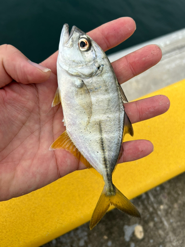 メッキの釣果