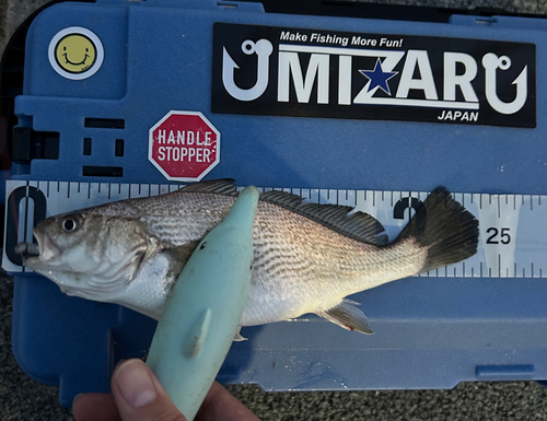 イシモチの釣果