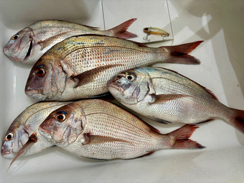 マダイの釣果