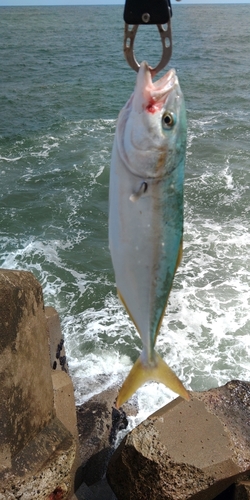 ワカシの釣果