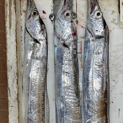 タチウオの釣果