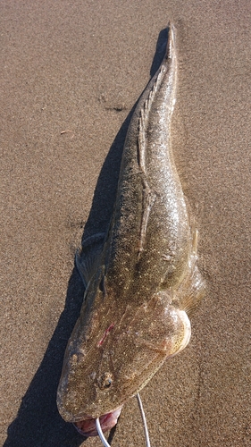 マゴチの釣果