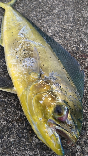 シイラの釣果