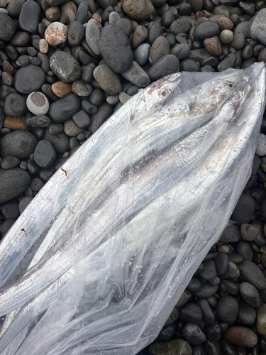 タチウオの釣果