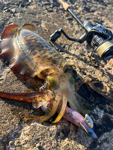 煙樹ヶ浜