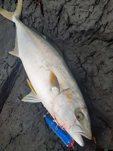 ヒラマサの釣果