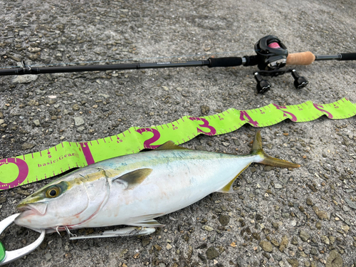 ハマチの釣果