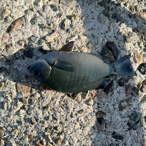 メジナの釣果