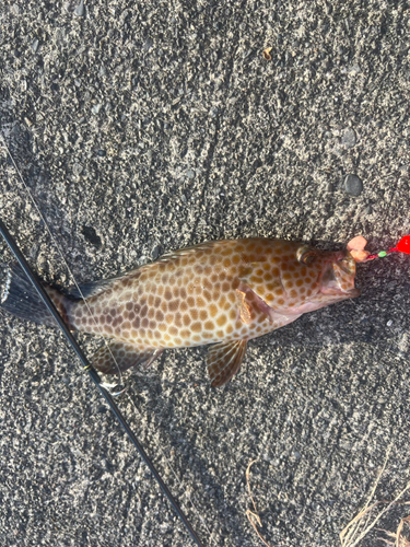 オオモンハタの釣果