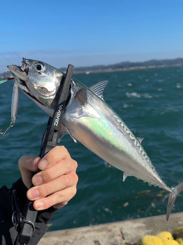 ソウダガツオの釣果