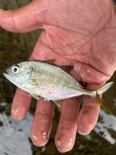 メッキの釣果