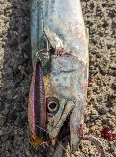 サゴシの釣果