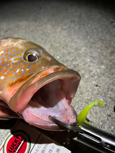 アコウの釣果