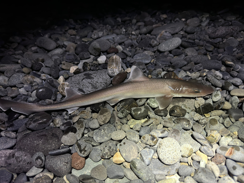 ドチザメの釣果