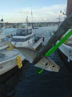 マアジの釣果