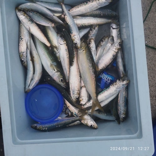 カタボシイワシの釣果