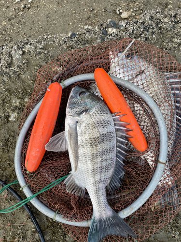 チヌの釣果