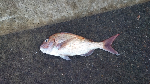 マダイの釣果