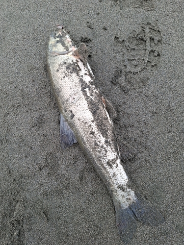 ウグイの釣果