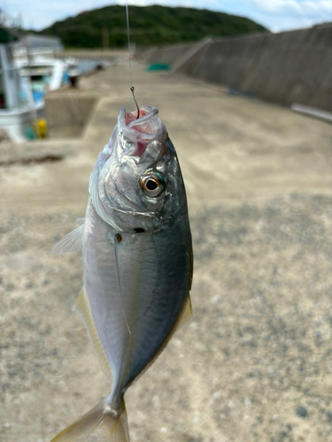 シマアジの釣果