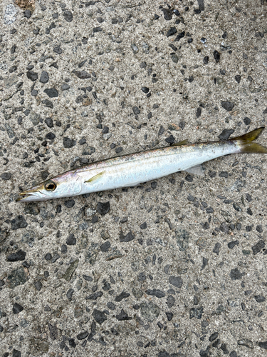 カマスの釣果