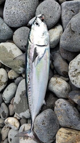 マルソウダの釣果